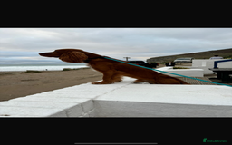 Cocker Spaniel dogs for sale: First and last litter top class red cockers - Image 18