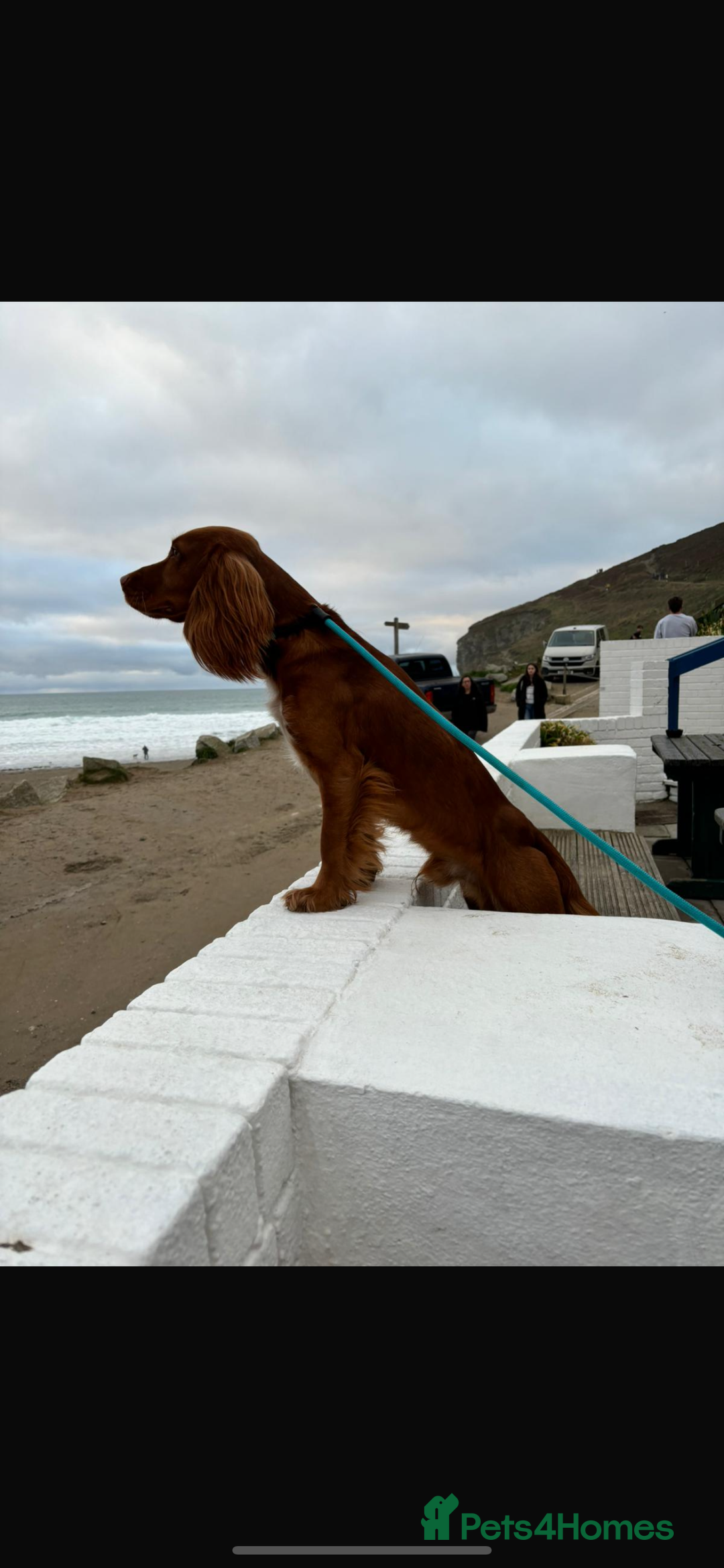 Cocker Spaniel dogs for sale: First and last litter top class red cockers - Image 18