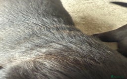 Mixed Breed dogs for sale: Labrador X Belgian Shepherd Belgiador  - Image 6