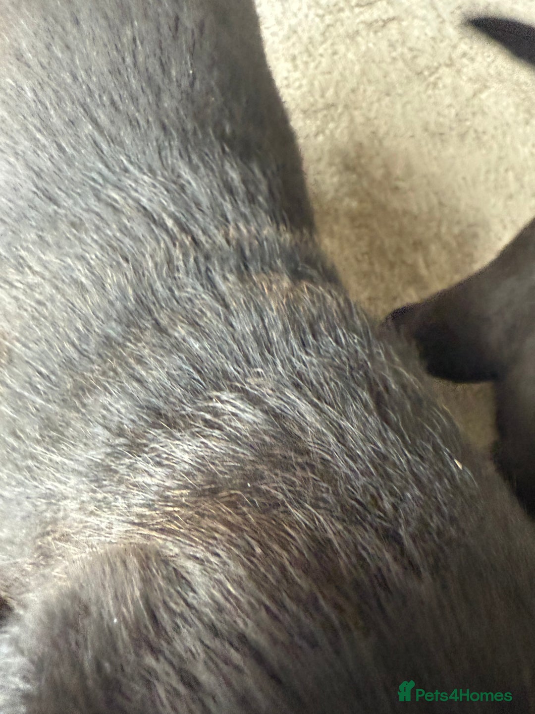 Mixed Breed dogs for sale: Labrador X Belgian Shepherd Belgiador  - Image 6