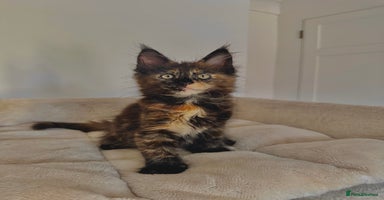 Maine Coon cats - Advert 6
