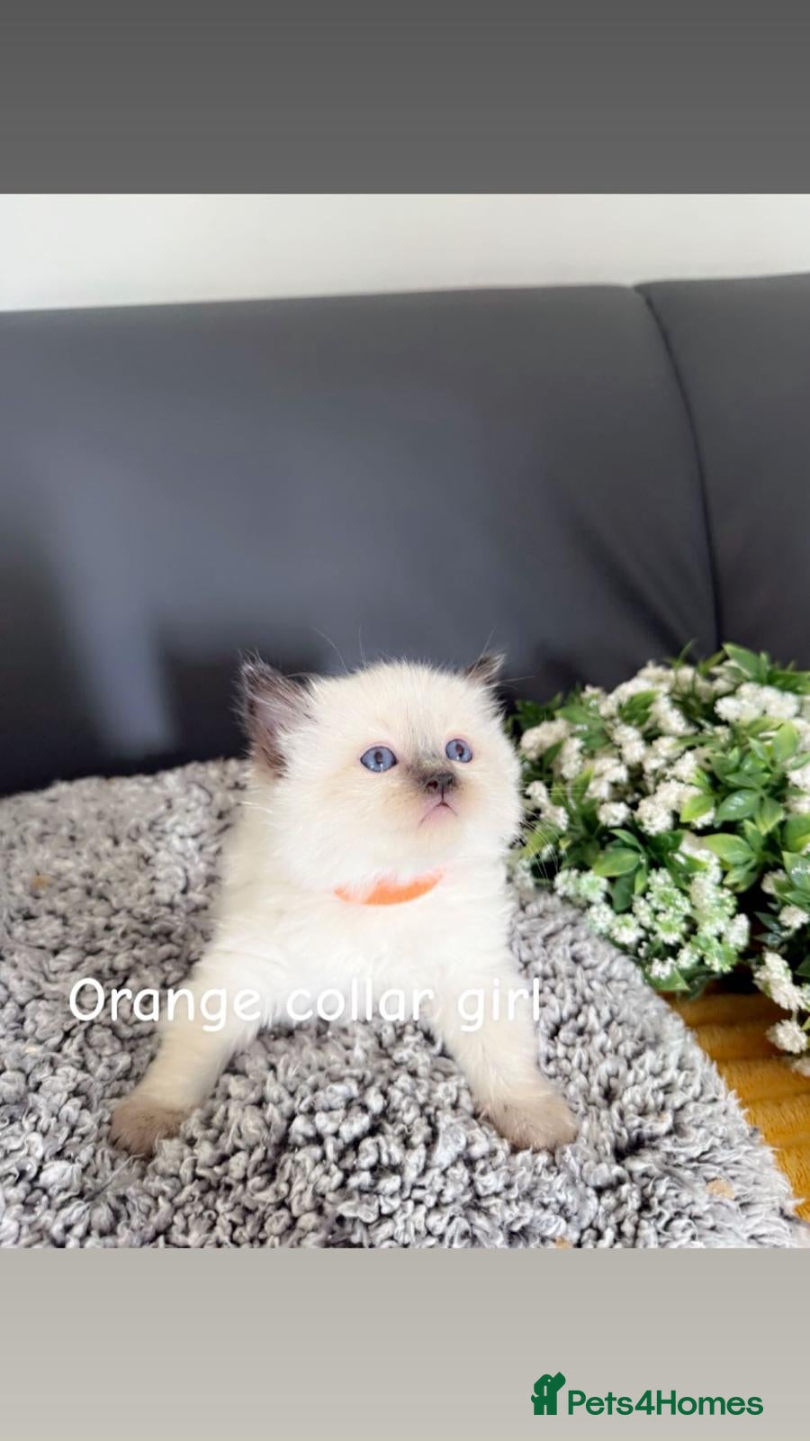 Ragdoll cats Ragdoll kittens-pure breed  - Advert 3