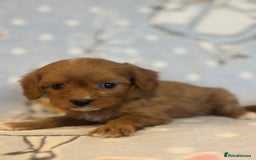 Cavapoo dogs for sale: Beautiful cavapoo pups from family home  - Advert 11