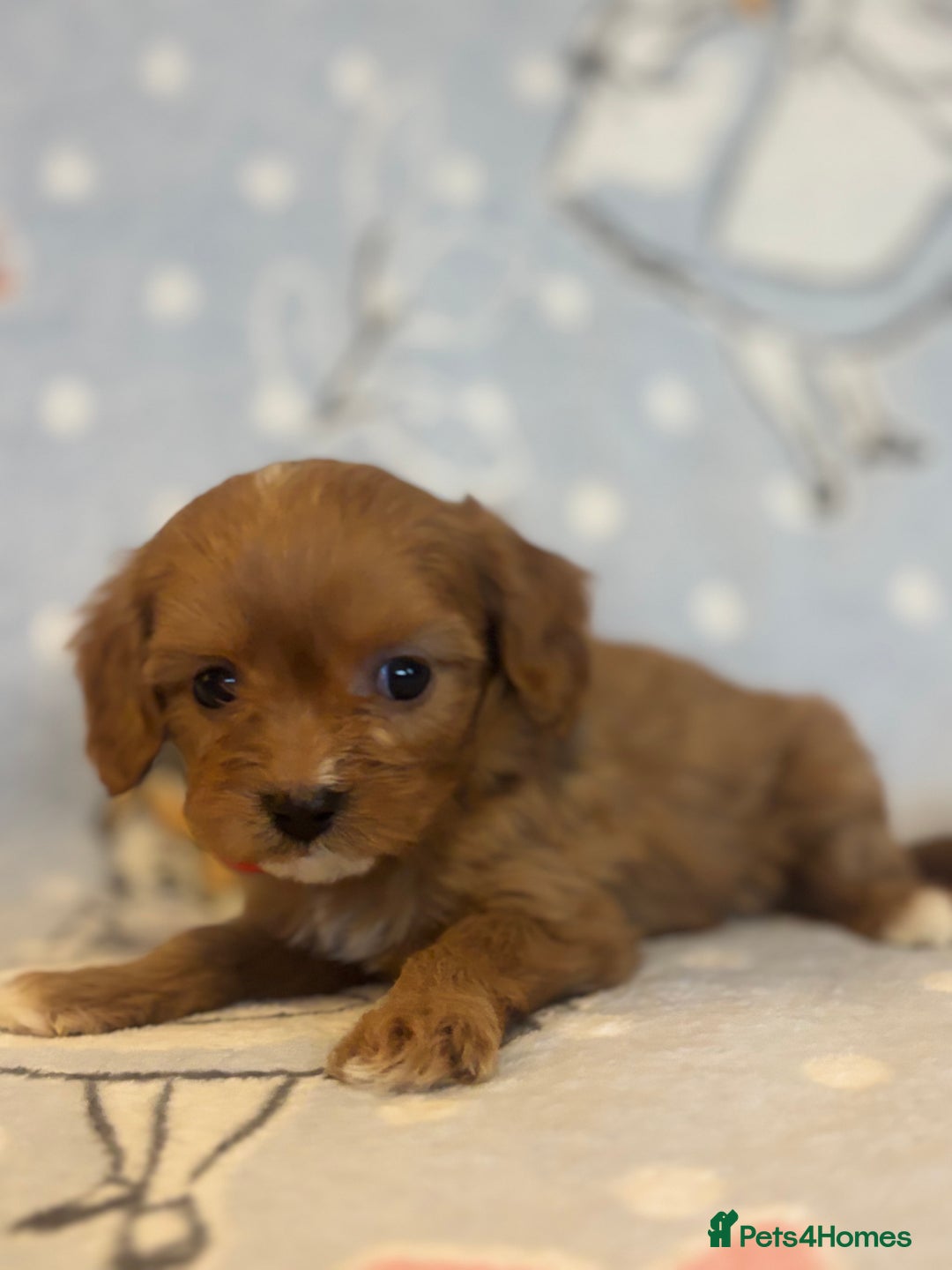 Cavapoo dogs for sale: Beautiful cavapoo pups from family home  - Advert 11