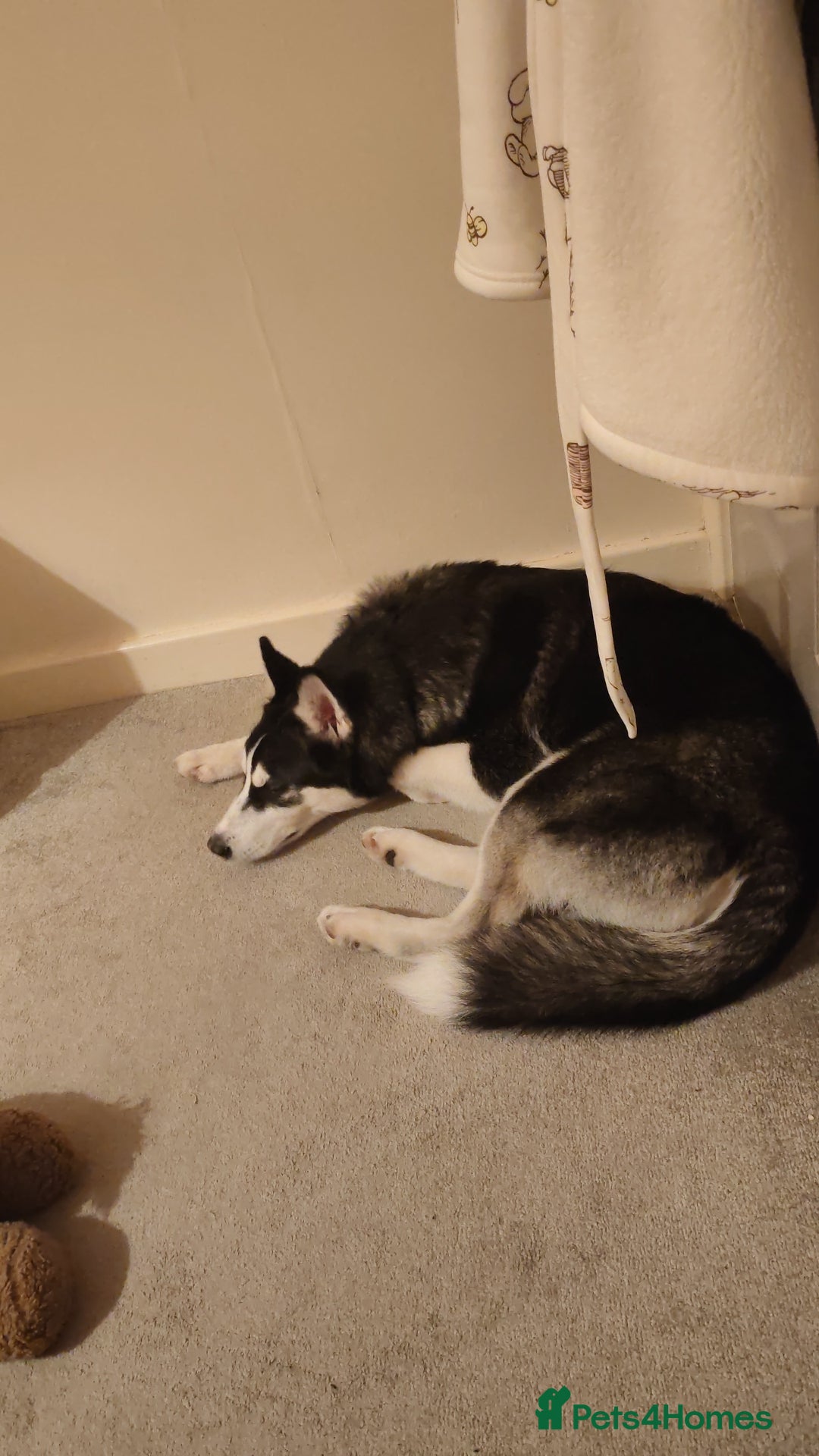 Siberian Husky dogs for sale: Lucky for sale  - Advert 2