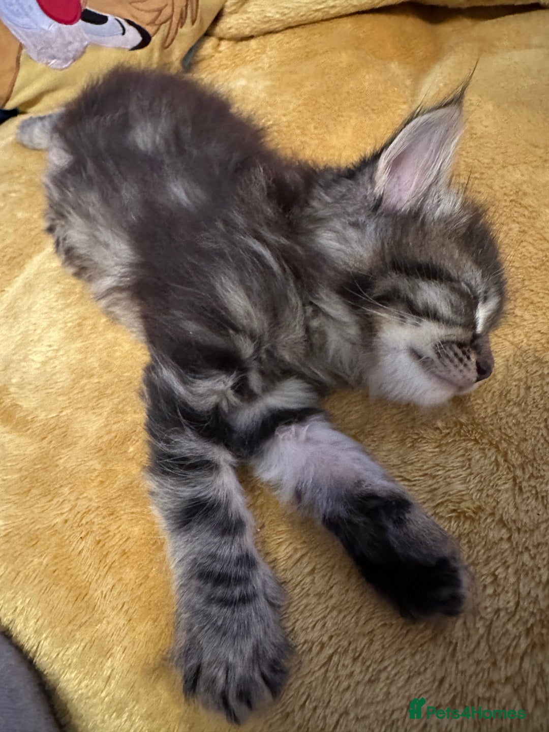 Mixed Breed cats for sale: 3 Half Ragdoll kittens; 2 boys and 1 girl - Advert 9