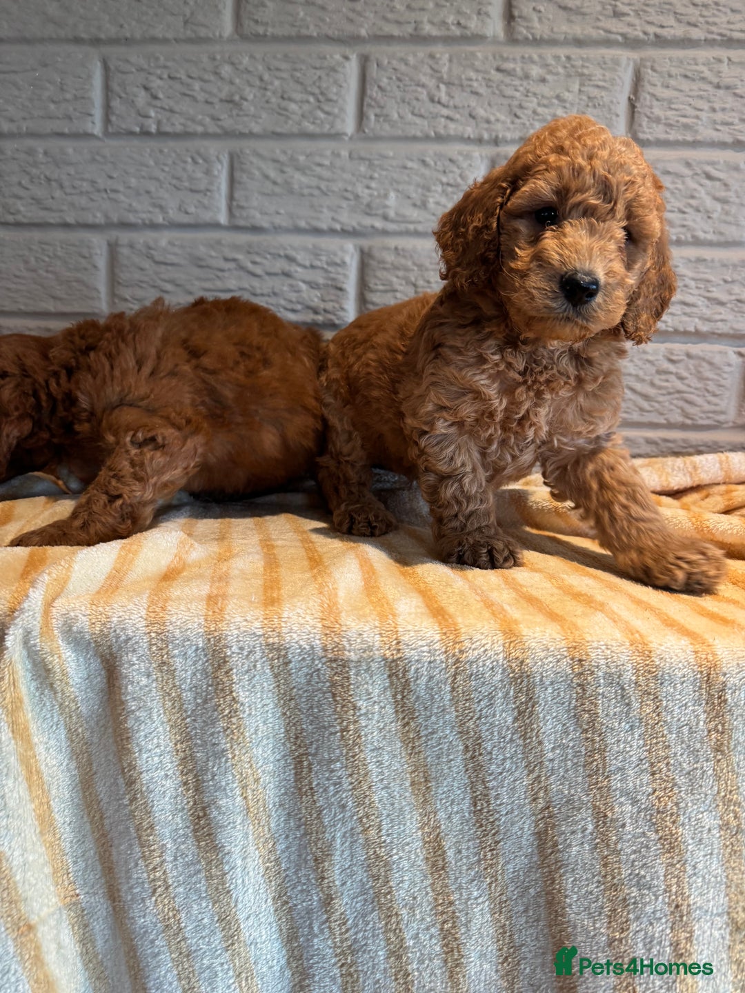 Cockapoo dogs for sale: Cockapoos Toy pra clear  - Image 1