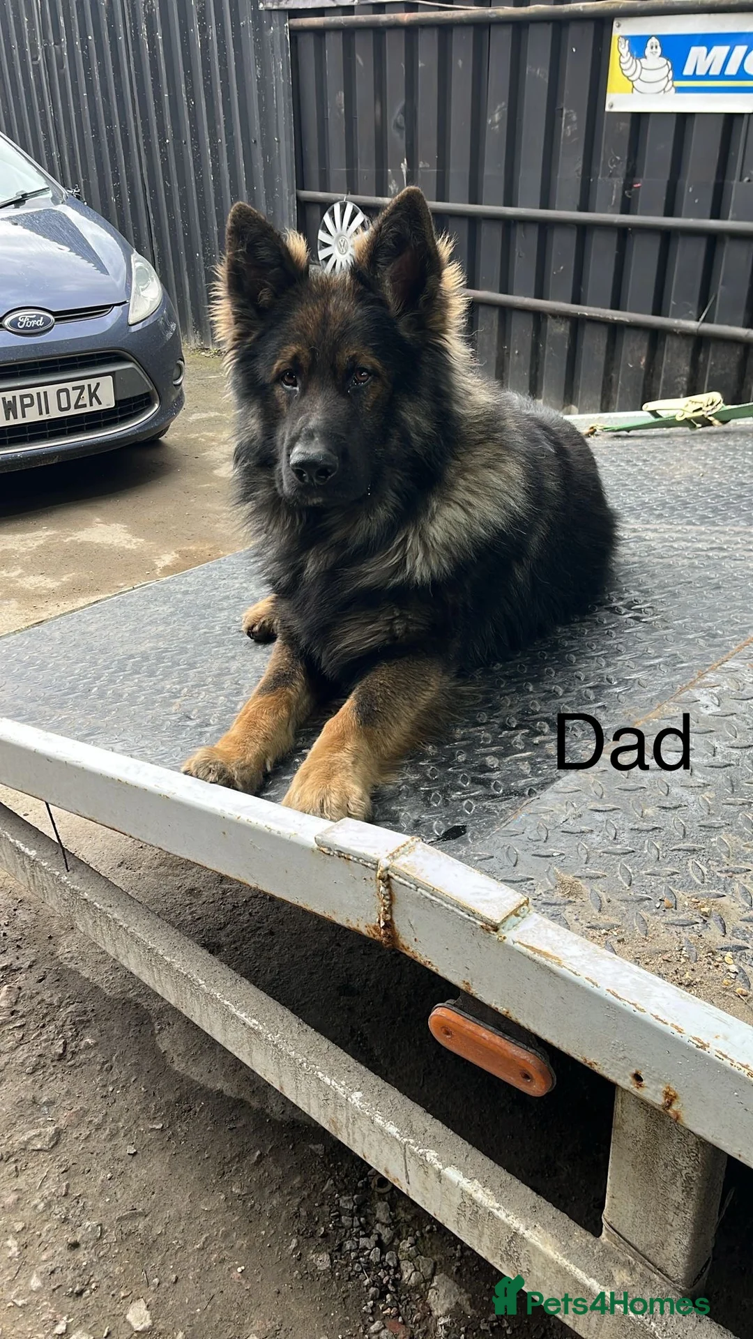 German Shepherd dogs for sale: German shepherd puppies  - Advert 6