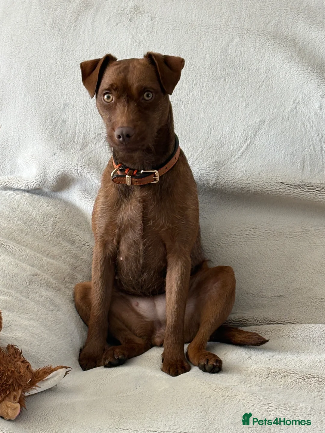 Patterdale Terrier dogs for sale: Patterdale Terrier female 2 year old  in Harlow - Advert 2