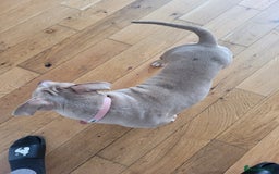 American Bulldog dogs for sale: American pocket bully  - Image 2