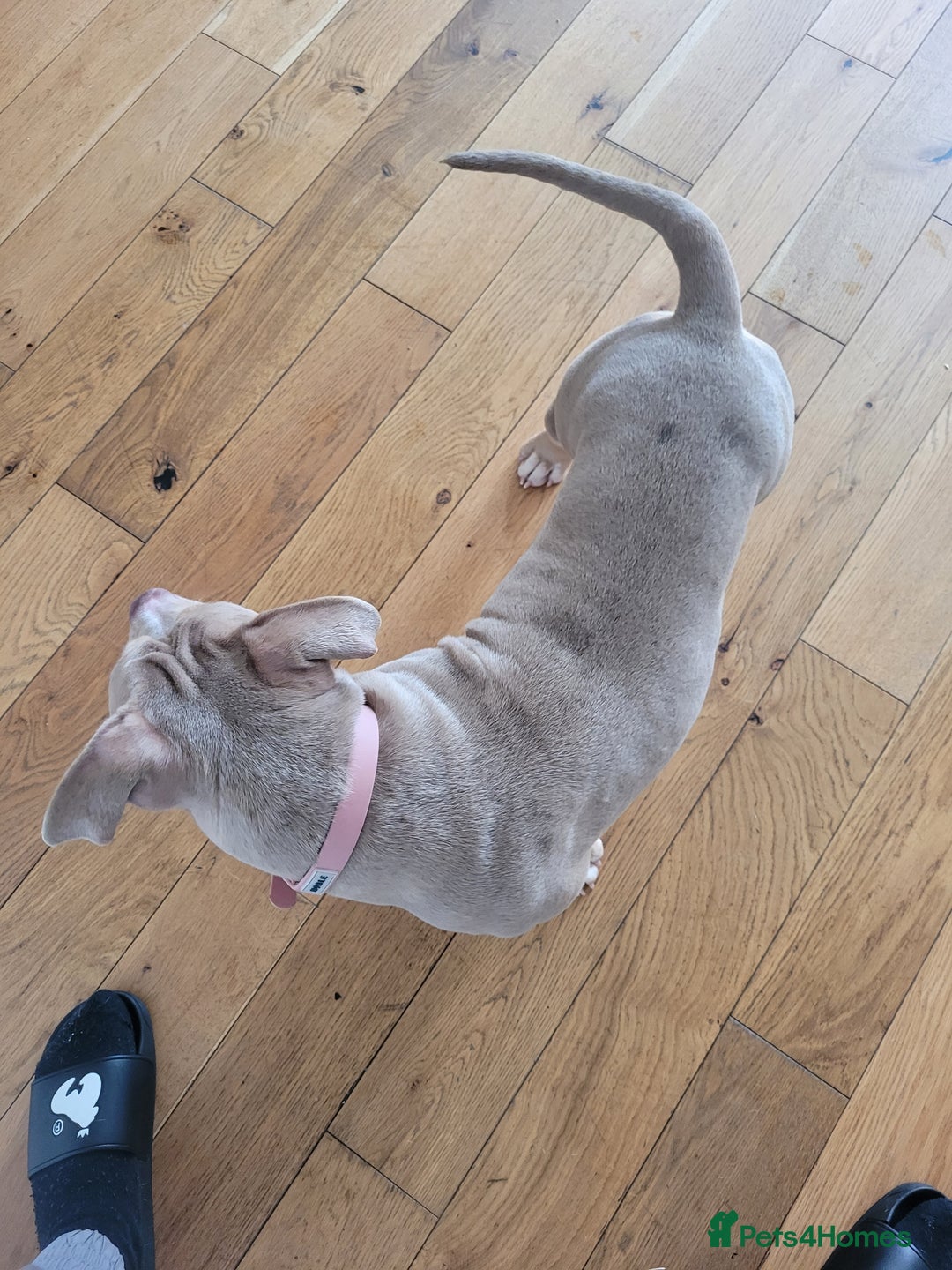 American Bulldog dogs for sale: American pocket bully  - Image 2