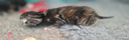 Mixed Breed cats for sale: Maincoon x British short hair  - Advert 28