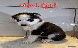 Siberian Husky dogs for sale: Husky Puppies 🩵🩷 - Image 25