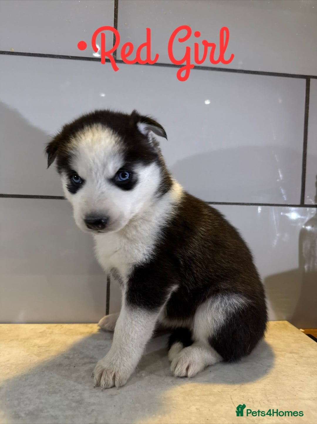 Siberian Husky dogs for sale: Husky Puppies 🩵🩷 - Image 25