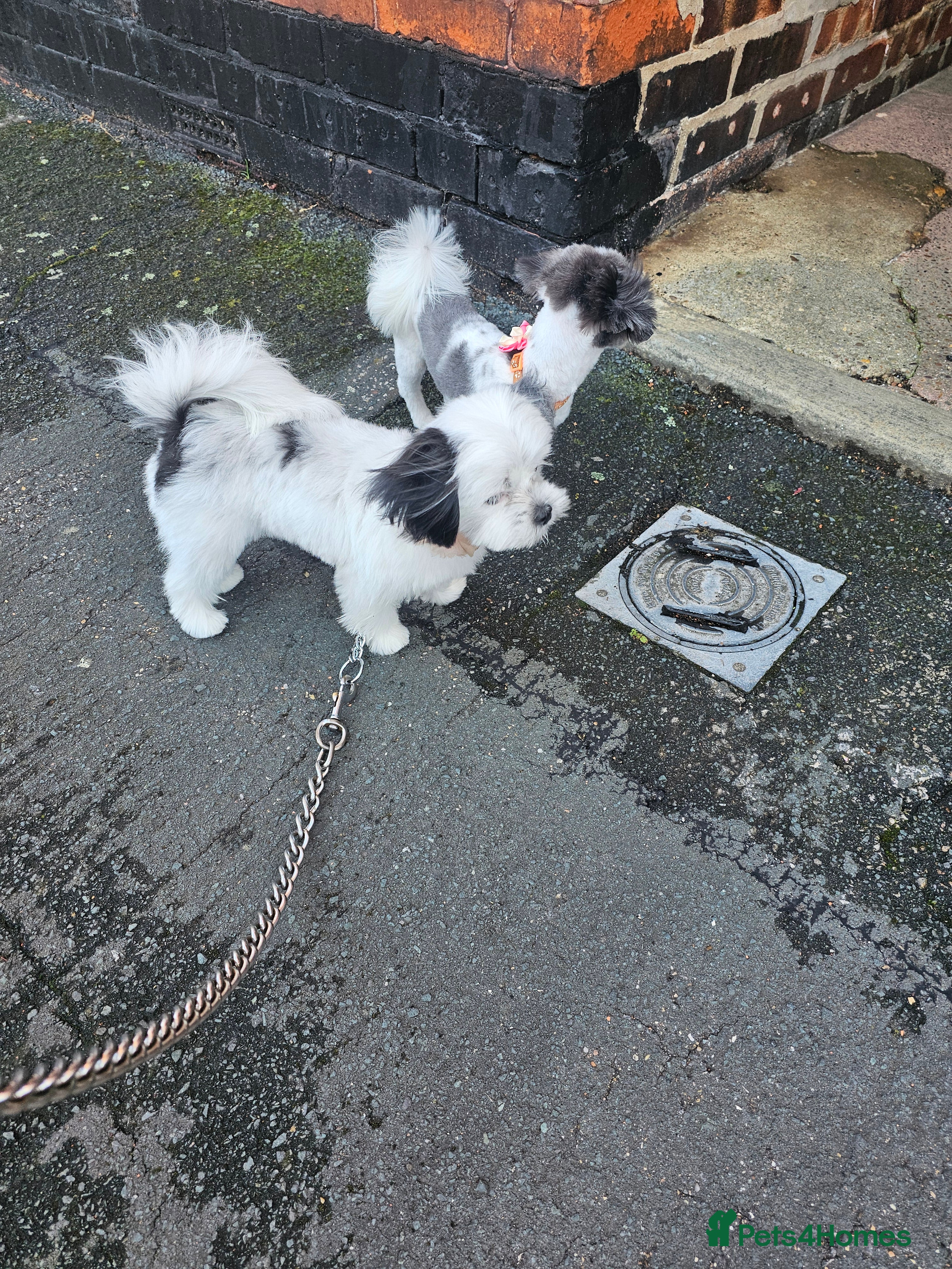 Mi-Ki dogs Mi-ki beautiful puppies arrived  - Advert 1