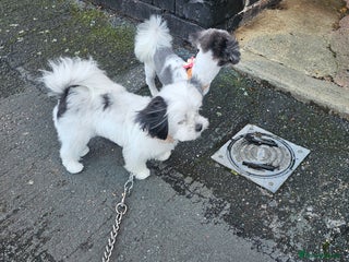 Mi-Ki dogs Mi-ki beautiful puppies arrived - Advert 1