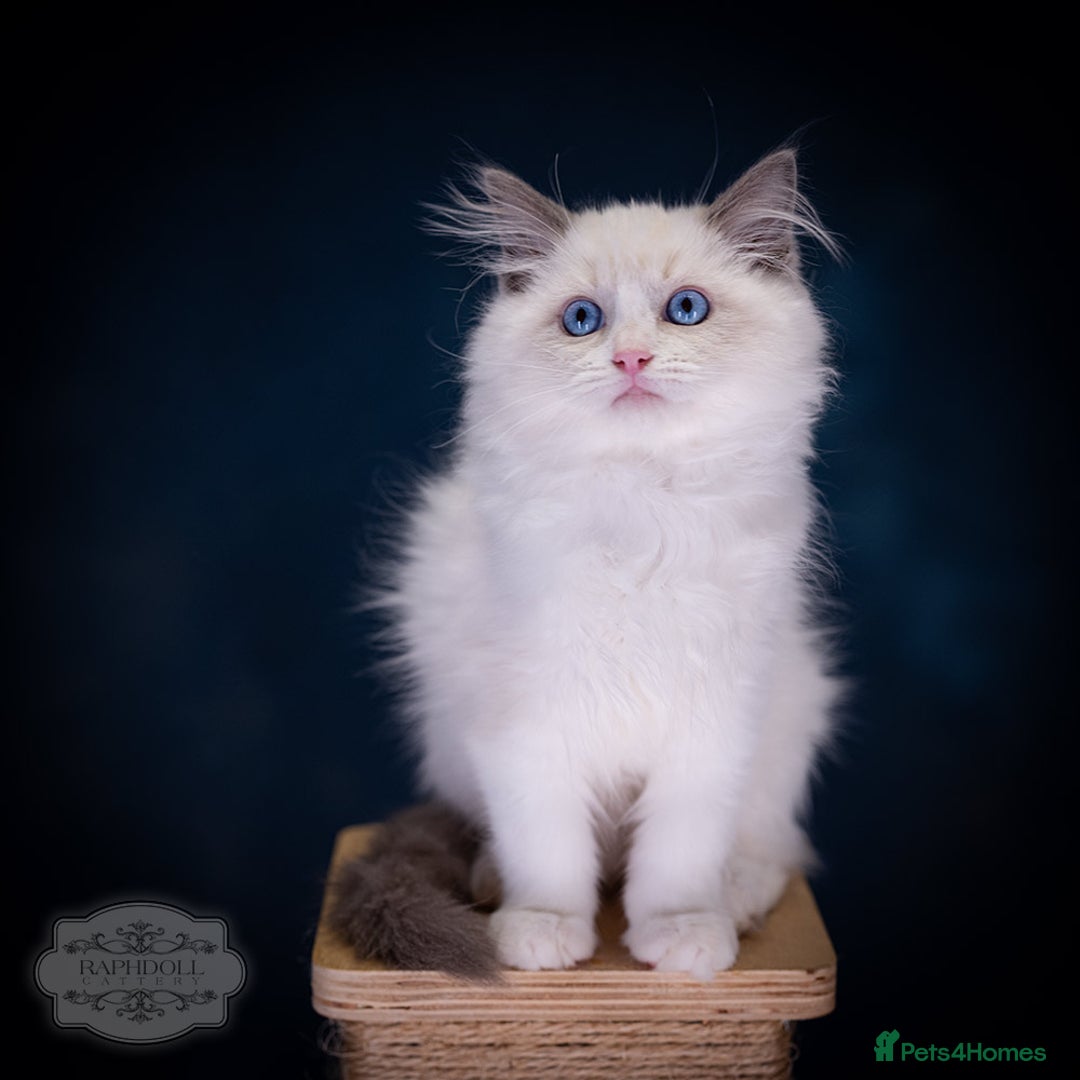 Ragdoll cats for sale: Ragdoll Bicolor Kitten Boy LSCC ❤❤❤ - Advert 5