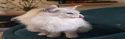 Maine Coon cats for stud: Sir Aslan Silver Shaded Stud  - Advert 17