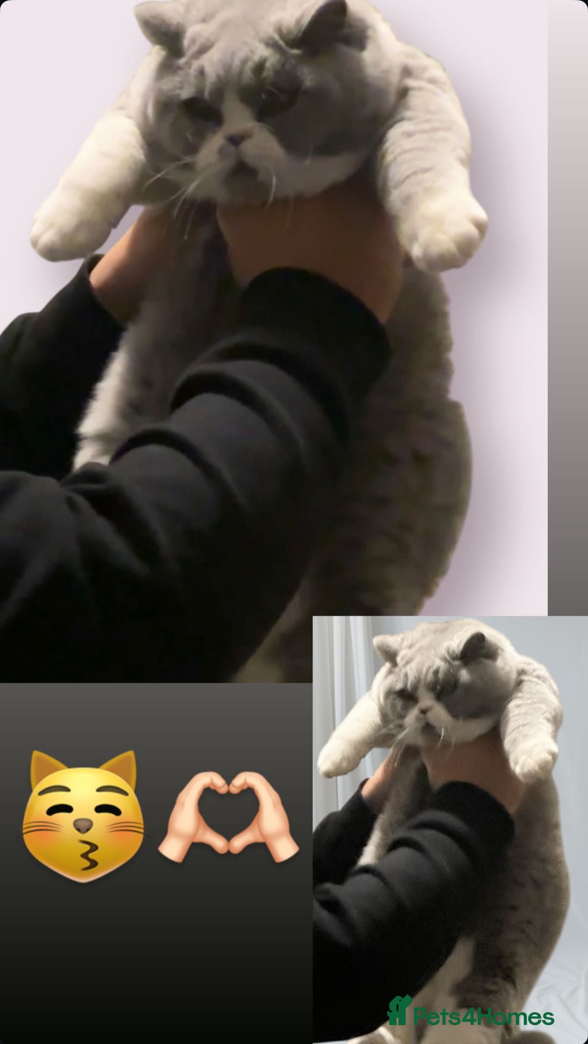 British Shorthair cats Healthy beautiful british shorthair girls 💗🫶🏻 - Advert 1