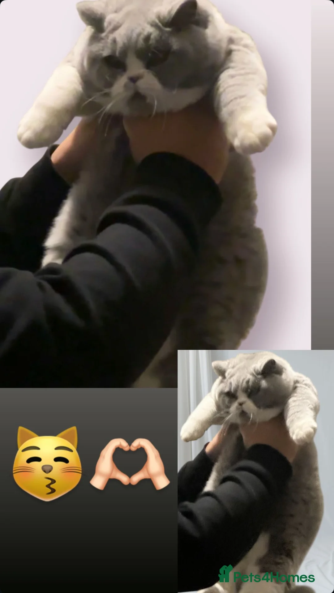 British Shorthair cats for sale: Healthy beautiful british shorthair girls 💗🫶🏻 - Advert 1