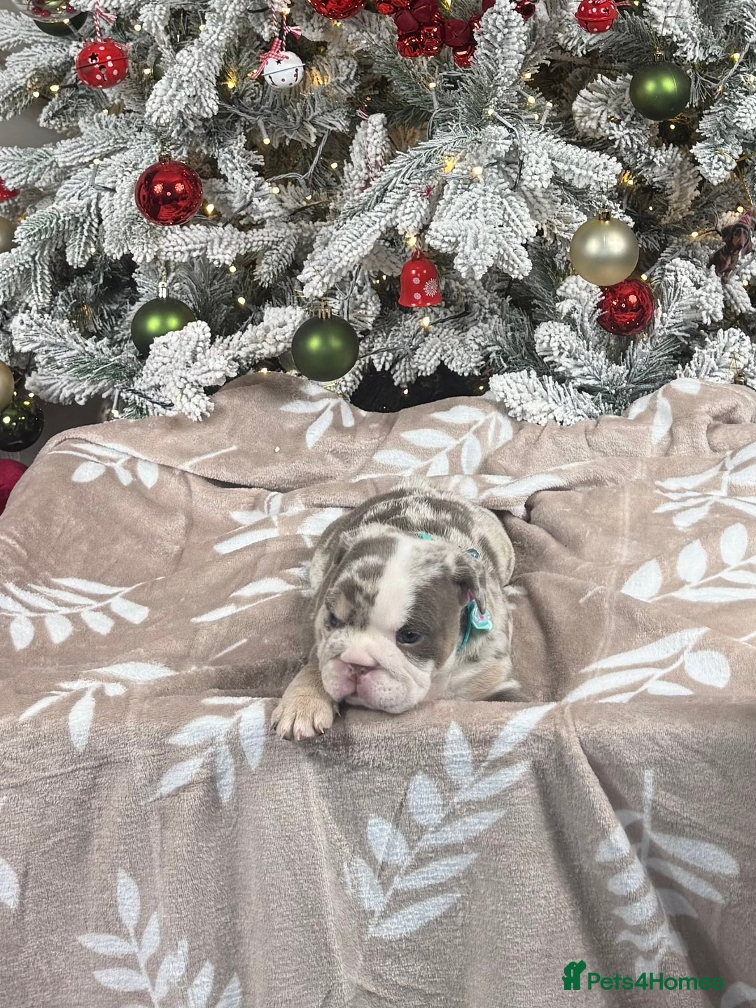 English Bulldog dogs for sale: 🐾 English Bulldog puppies available 🐾 - Advert 6