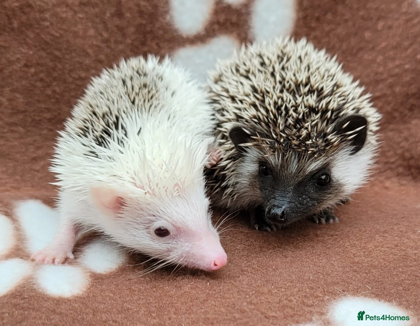 Pygmy Hedgehog rodents 3 Pygmy hedgehogs  - Advert 2