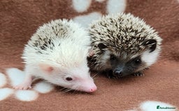 Pygmy Hedgehog rodents for sale: Pygmy hedgehog potential breeding trio  - Image 1