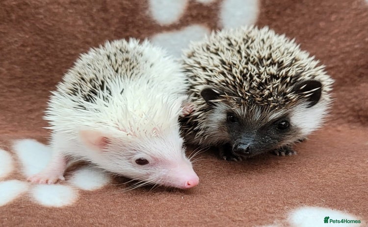 Pygmy Hedgehog rodents - Advert 3