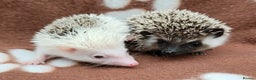 Pygmy Hedgehog rodents for sale: 3 Pygmy hedgehogs  - Advert 1