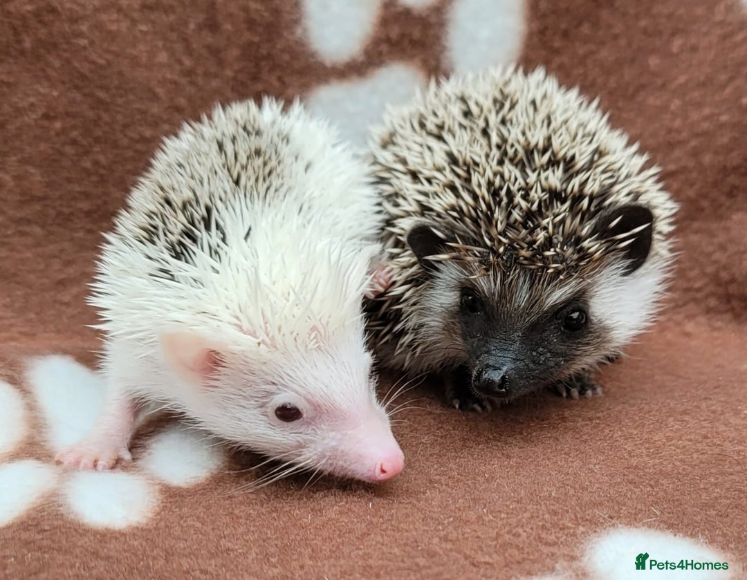 Pygmy Hedgehog rodents for sale: Pygmy hedgehog potential breeding trio  - Image 1