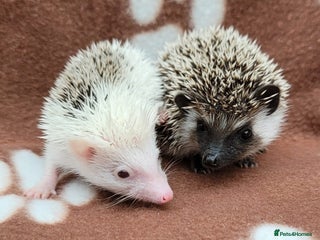 Pygmy Hedgehog rodents - Advert 28