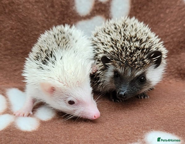 Pygmy Hedgehog rodents - Advert 4