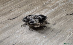 Cocker Spaniel dogs for sale: Female cocker spaniel - Image 4