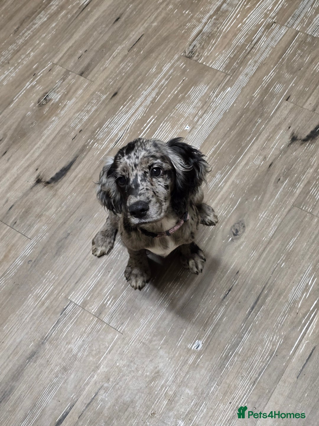 Cocker Spaniel dogs for sale: Female cocker spaniel - Image 4