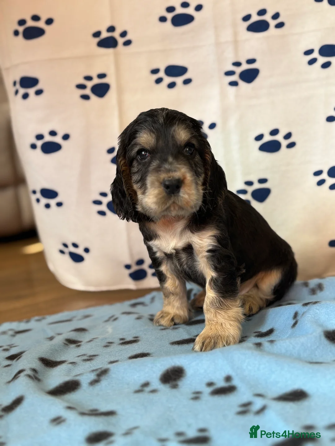 Cocker Spaniel dogs for sale: Last cocker spaniel puppy boy for sale  in Lincoln - Advert 7
