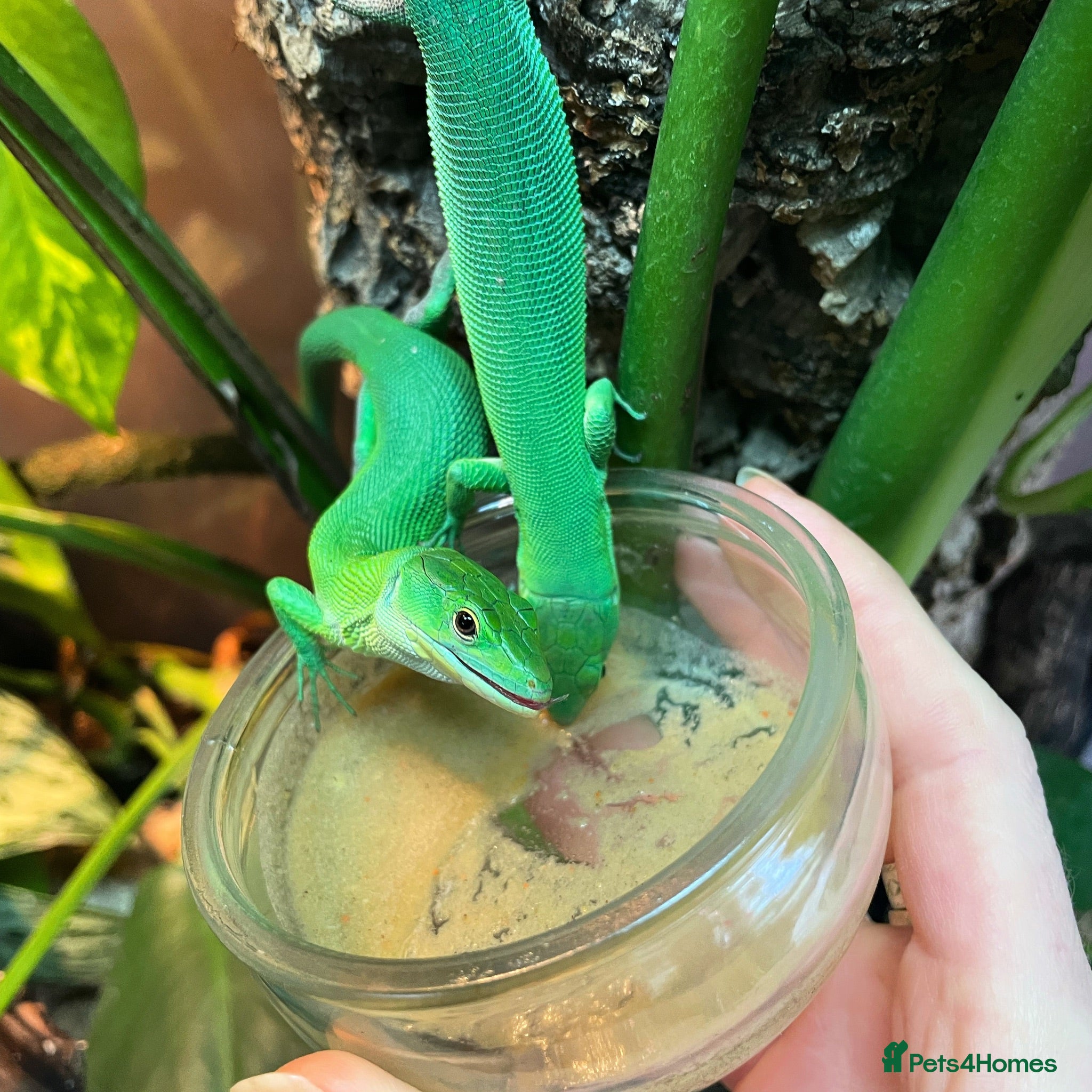 Lizard reptiles Green Keel-Bellied Lizard (Gastropholis prasina) - Advert 3