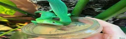 Lizard reptiles for sale: Green Keel-Bellied Lizard (Gastropholis prasina) in Bracknell - Advert 1