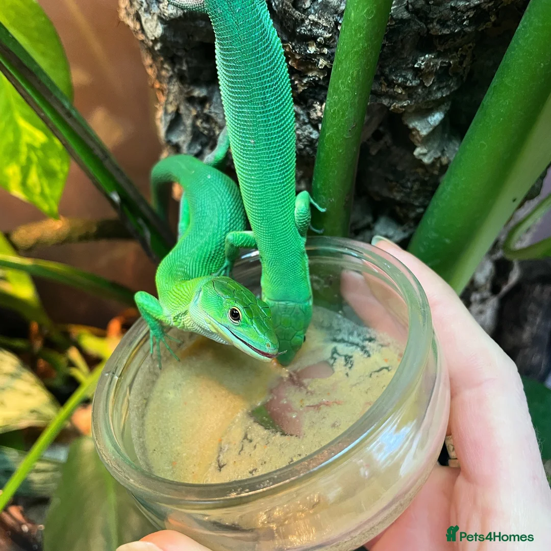 Lizard reptiles for sale: Green Keel-Bellied Lizard (Gastropholis prasina) in Bracknell - Advert 1