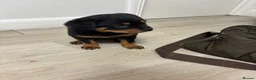 Rottweiler dogs for sale: 🐾🐶 beautifulRottweiler puppies 3 Girls Left🐶🐾 - Advert 37