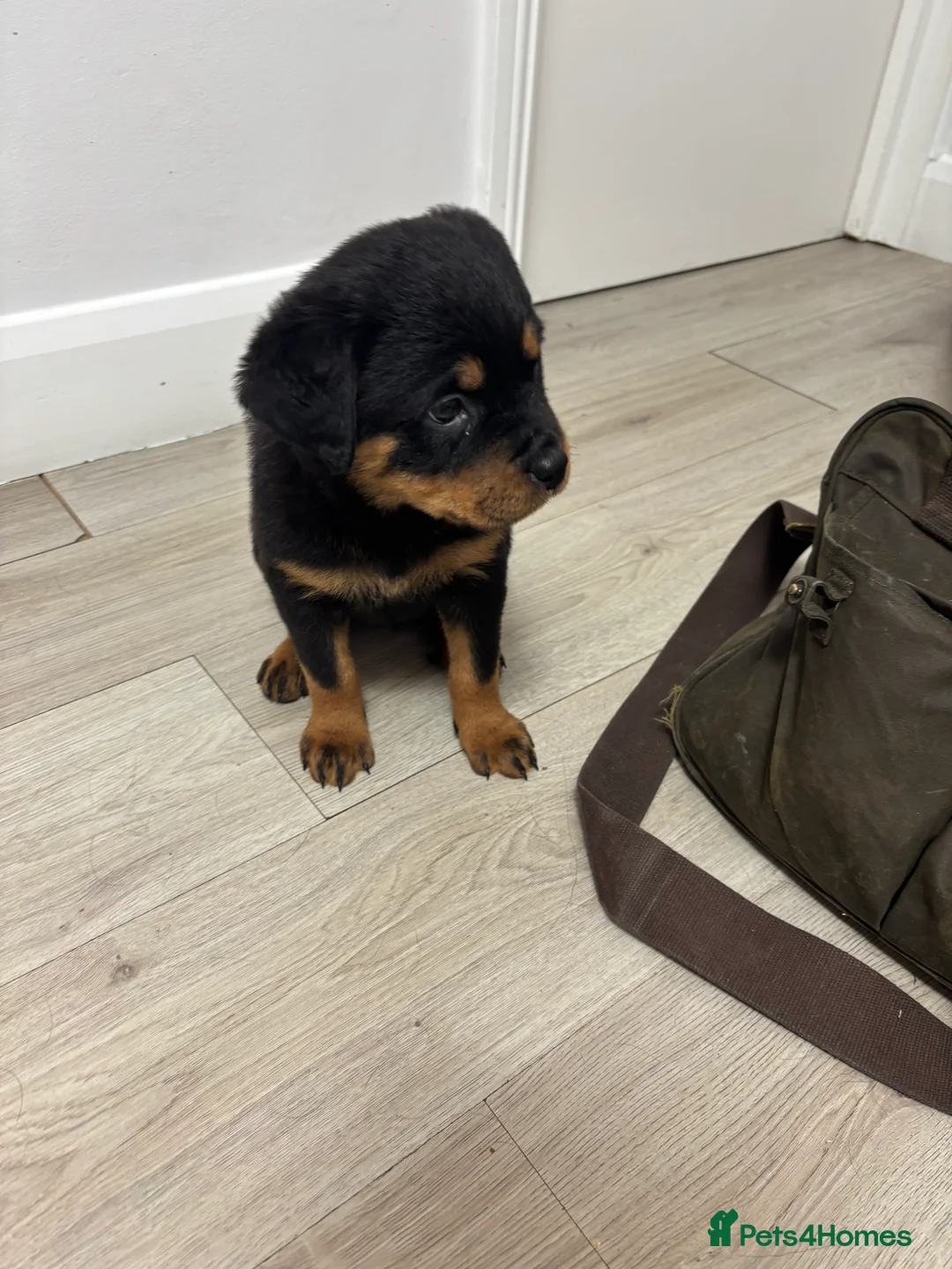 Rottweiler dogs for sale: 🐾🐶 beautifulRottweiler puppies 3 Girls Left🐶🐾 - Advert 37