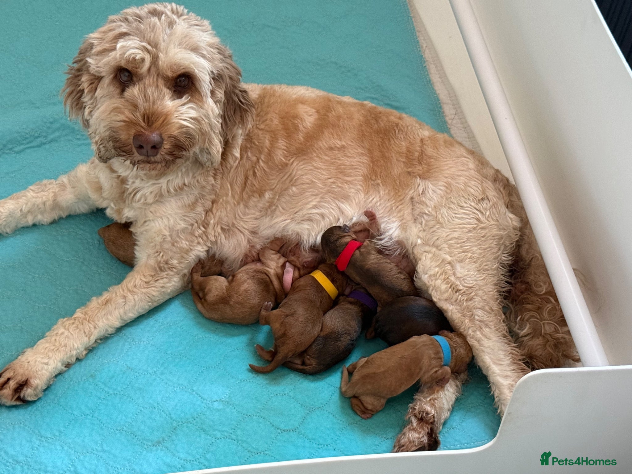 Cockapoo dogs Beautiful Red F1b Cockapoo Puppy - Advert 2