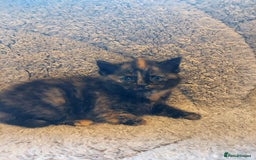 British Longhair cats for sale: Kittens for sale. - Image 2