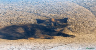 British Longhair cats - Advert 9