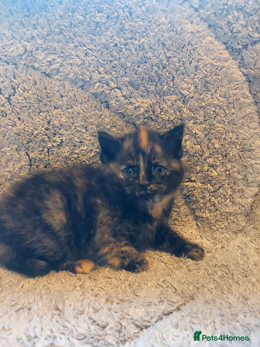 British Longhair cats for sale: Kittens for sale. - Image 2