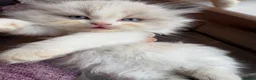 Ragdoll cats for sale: Pedigree Ragdoll babies Ready now - Advert 4
