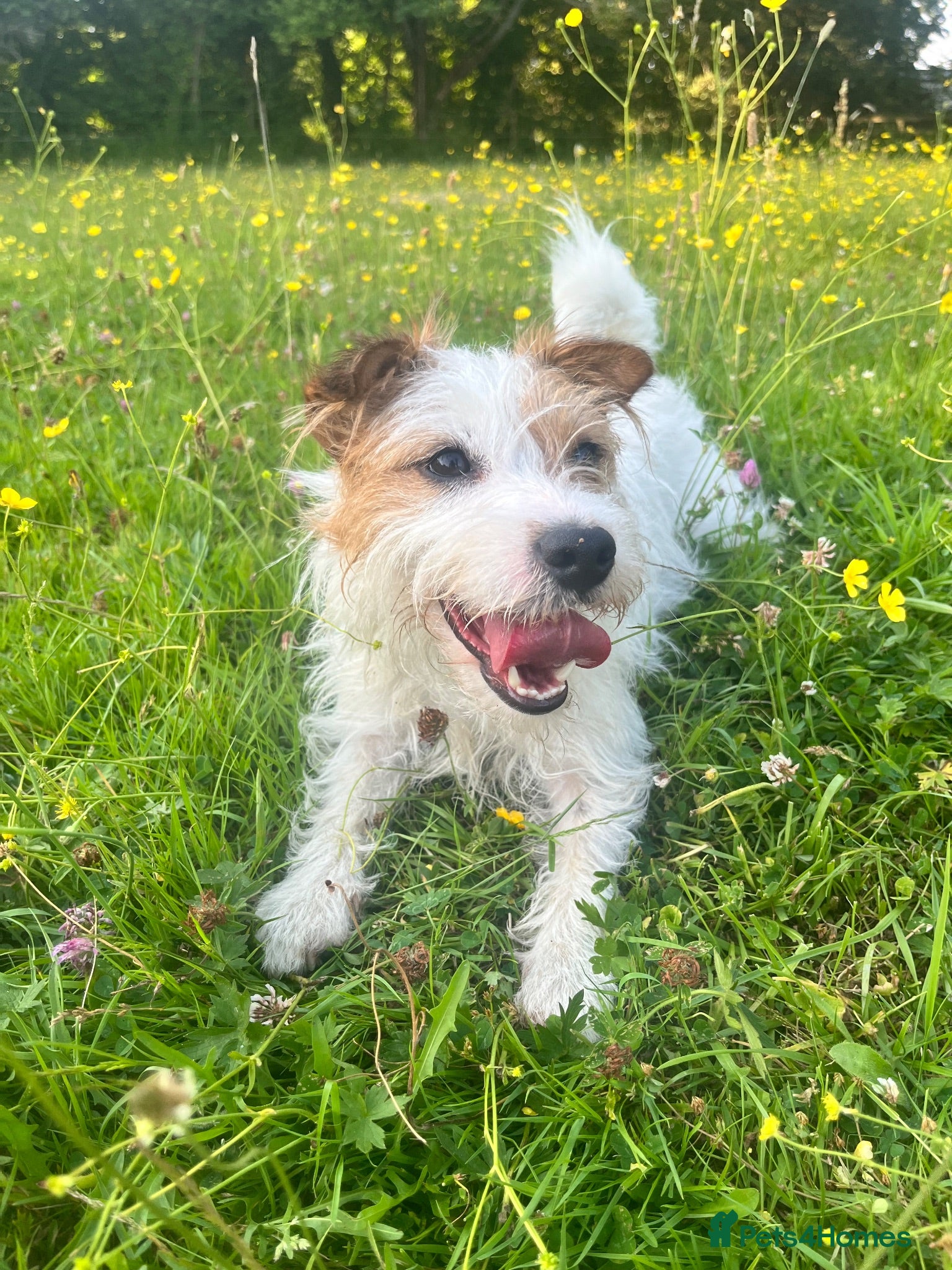 Jack Russell dogs Jack Russell puppies  - Advert 4