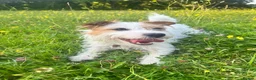 Jack Russell dogs for sale: Jack Russell puppies  - Advert 1