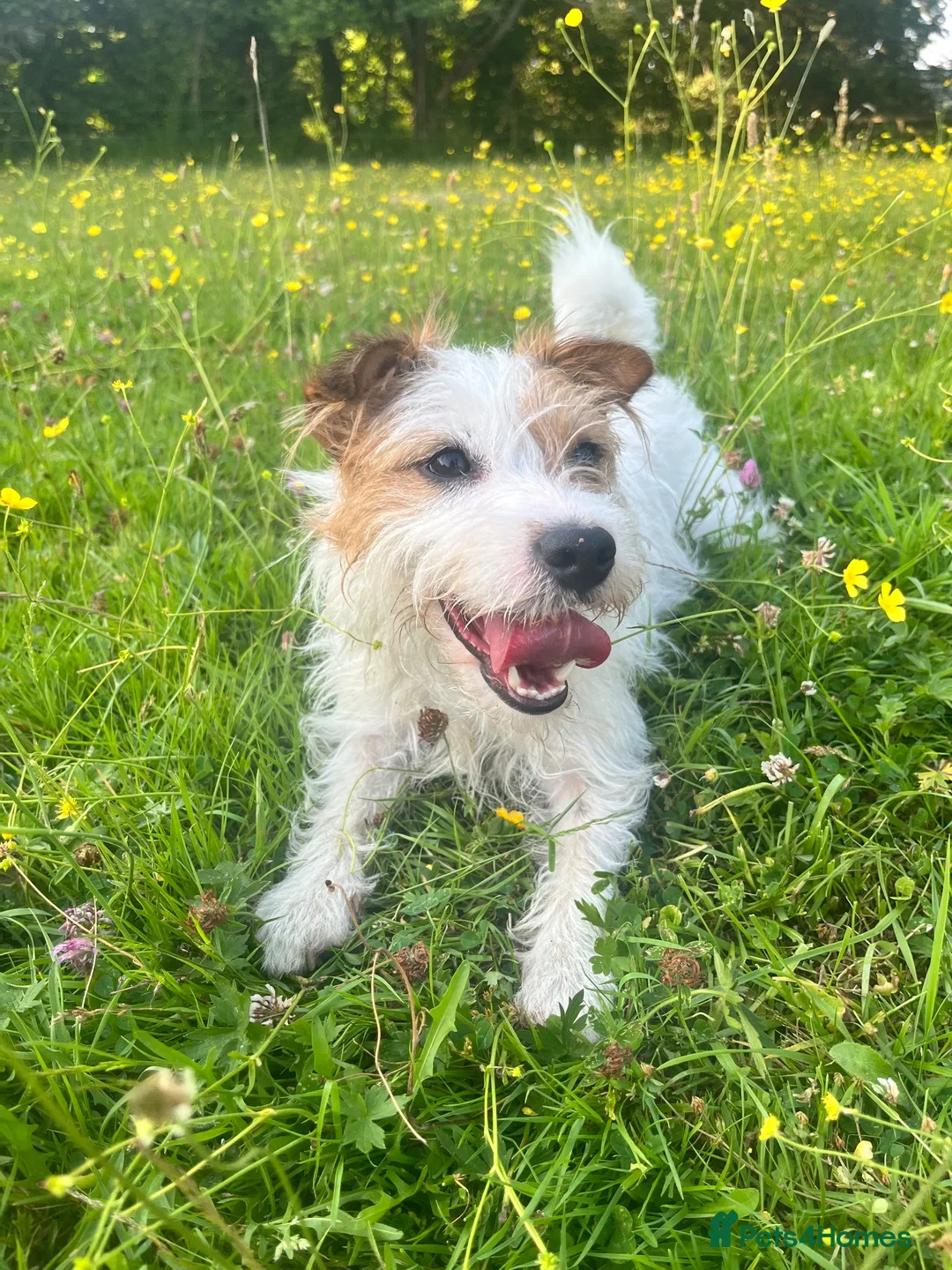 Jack Russell dogs for sale: Jack Russell puppies  - Advert 1