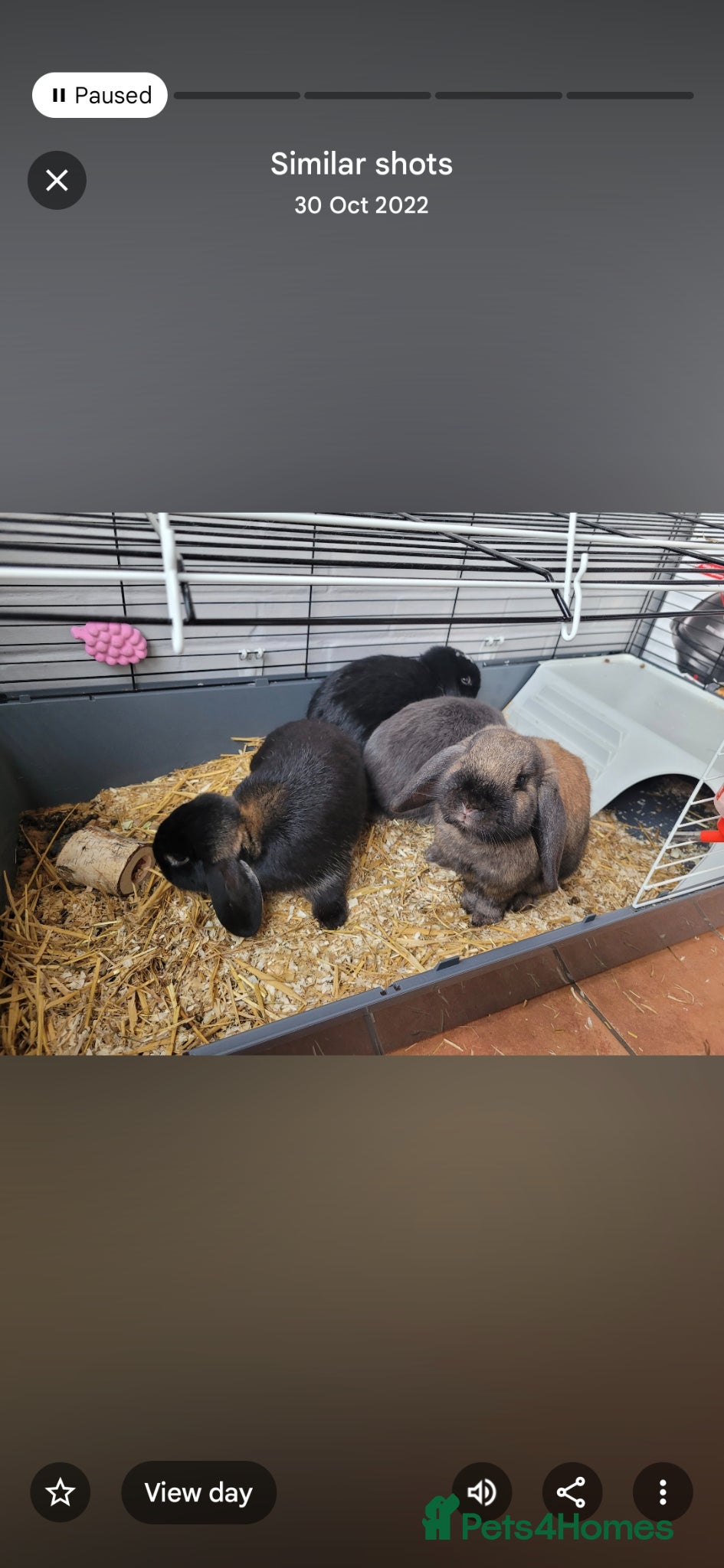 Mini Lop rabbits Loving homes wanted for 4 Mini Loop bunnies 🐰 - Advert 5
