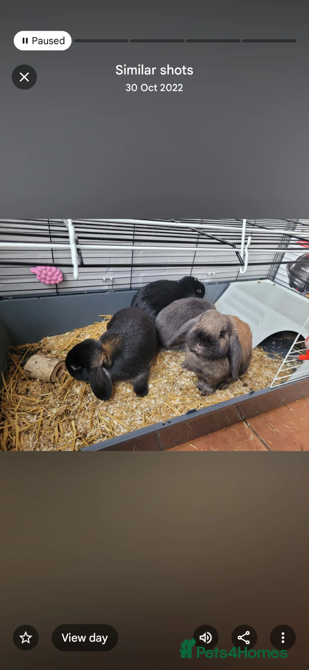 Mini Lop rabbits for sale: Loving homes wanted for 4 Mini Loop bunnies 🐰 in Norwich - Advert 1